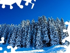 Śnieg, Zima, Świerki