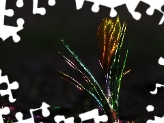 Fractalius, Krokus