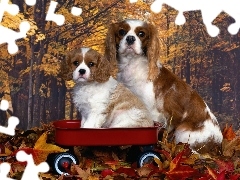 złota, Cavalier King Charles spaniel