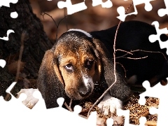 Patyki, Liście, Basset
