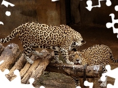 Para, ZOO, Jaguary