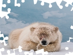 Polarny, Śnieg, Miś