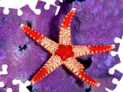 Gwiazda