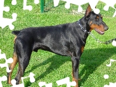 Smycz, Obroża, Doberman, Trawa
