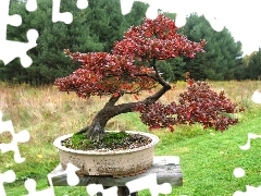 Bonsai, Drzewko, Las, Łąka