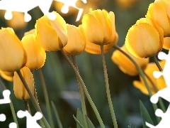 Tulipany