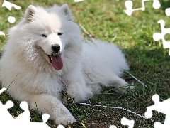 Samojed, język