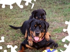 Rottweilery, Dwa