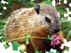 Kwiatek, Futerko, Nutria, Brązowe