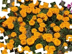 Aksamitki wyniosłe, Żółte