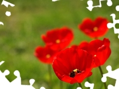 Tulipany, Czerwone