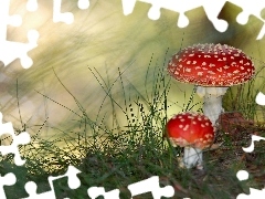 Trawa, Muchomorki