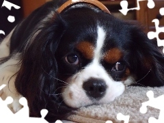 Cavalier King Charles spaniel, czarno-biały