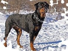 Obroża, Doberman, Śnieg
