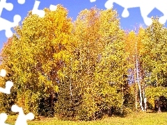 Drzewa, Jesień, Wysokie