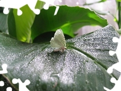 Wody, Krople, Motyl, Liść