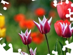 Tulipany, Kolorowe