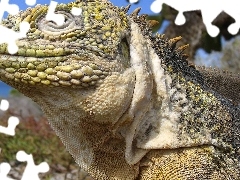 Galapagos, Wyspach, Iguana, Na