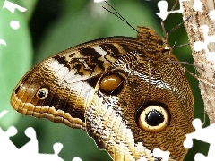Skrzydła, Oka, Motyl