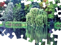 Odbicie, Wierzba, Jezioro, Drzewa