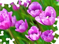 Tulipany, Fioletowe