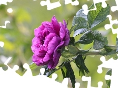 Listki, Róża