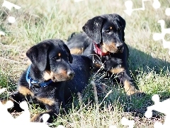 młode, Owczarki francuskie Beaucerony, Dwa