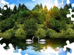 Jezioro, Drzewa, Łabędzie