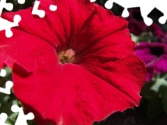 Petunia ogrodowa, Czerwona