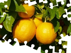 Listki, Cytryny, Drzewko
