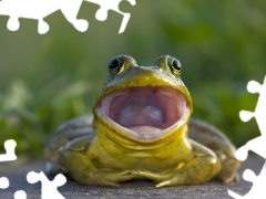 Żaba, Rechot, Kumkająca