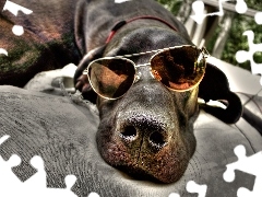 Ciemne, Okulary, Pies