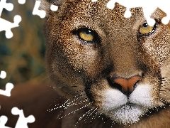 Groźne, Spojrzenie, Puma