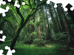 Las, Piękny