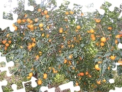Pomarańcze, Drzewo
