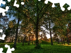 Park, Lato, Drzewa