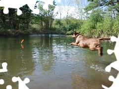 Chesapeake Bay retriever, Aportujący