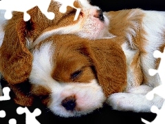 Cavalier King Charles spaniel, Rasa, Śpiące, Szczeniaki