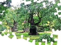 Dęby, Rogalin, Stare
