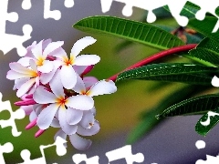 Plumeria, Kwiat