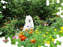 Ogród, Samojed