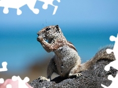 Chipmunk, Skała, Wiewiórka