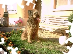 ławka, kwiatki, Owczarek francuski Briard