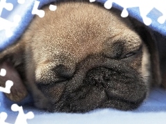 Mops, Śpiący