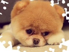 Szczeniaczek, Pomeranian, Smutny