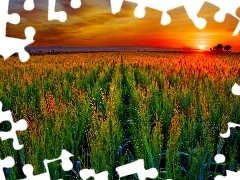 Kłosy, Farma, Zachód, Zbóż, Słońca