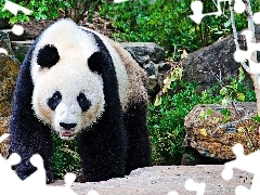 Skały, Las, Miś, Panda