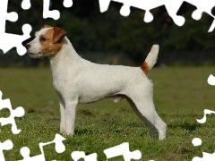 trawa, Parson Russell Terrier