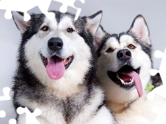 Języki, Alaskan Malamute, Dwa, Pieski