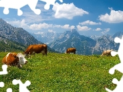 Łąka, Góry, Krowy